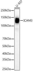 Western blot analysis of U-937, using Anti-ICAM3 Antibody (A9331) at 1:1000 dilution