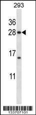 Anti-H1FX Rabbit Polyclonal Antibody (FITC (Fluorescein Isothiocyanate))