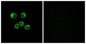 Antibody anti-OR8U1 OR8U8 OR8U9 100 µg