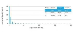 Analysis of protein array containing more than 19000 full-length human proteins using Anti-CD130 (gp130) Antibody [IL6ST/4101]