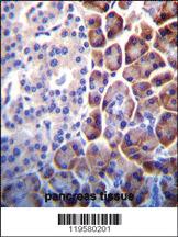 Anti-COPE Rabbit Polyclonal Antibody [clone: 193CT15.2.2]