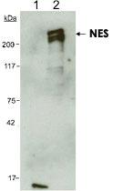 Anti-NES Mouse Monoclonal Antibody [clone: 10C2]