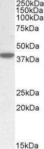 Antibody anti-ERLIN1 100 µg