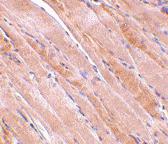 Anti-EMD Rabbit Polyclonal Antibody