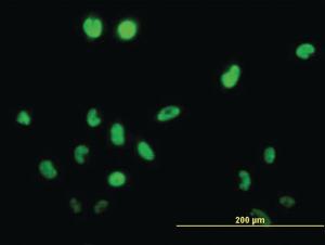 Anti-TSSK1 Mouse Monoclonal Antibody [clone: 2E8]