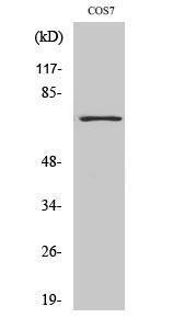 Western blot analysis of various cells using Anti-HDAC10 Antibody