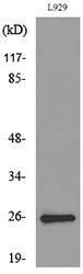 Western blot analysis of lysate from L929 cells using Anti-KLRC1 + KLRC2 + KLRC3 Antibody