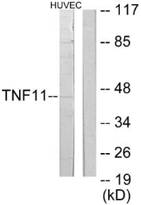 Western blot analysis of lysates from HUVEC cells using Anti-TNFSF11 Antibody. The right hand lane represents a negative control, where the antibody is blocked by the immunising peptide