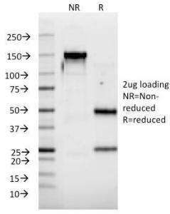 Anti-Interferon alpha 2 Mouse Monoclonal Antibody [clone: N39]