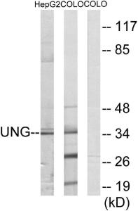 Antibody anti-UNG A98422-100 100 µg