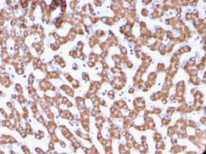 Immunohistochemical analysis of formalin-fixed, paraffin-embedded human liver using Anti-Prohibitin Antibody [PHB/3229]