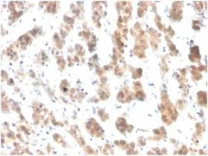 Antibody anti-IL-7 IL74012 BSA 100 µg