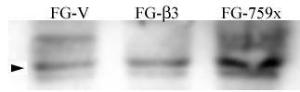 Anti-SRC Rabbit Polyclonal Antibody (AP (Alkaline Phosphatase))