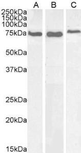 Anti-HSPA5 Antibody (A85241) (0.01 µg/ml) staining of Mouse Liver (A) and Testes (B) and Rat Brain (C) lysate (35 µg protein in RIPA buffer). Detected by chemilu minescence