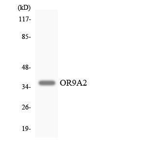 Western blot analysis of the lysates from HT 29 cells using Anti-OR9A2 Antibody