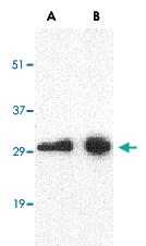 Anti-CD274 Rabbit Polyclonal Antibody