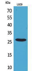 Western blot analysis of L929 cells using Anti-KLRC1 + KLRC2 + KLRC3 Antibody