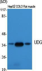 Antibody anti-UNG A98422-100 100 µg