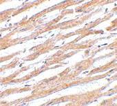 Anti-CD274 Rabbit Polyclonal Antibody