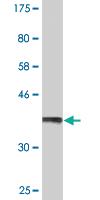 Anti-ANXA2 Mouse Monoclonal Antibody [clone: 4G8]