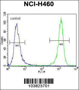 Anti-DGKQ Rabbit polyclonal antibody