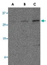 Anti-PDCD1LG2 Rabbit Polyclonal Antibody