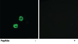 Anti-GCNT7 Rabbit Polyclonal Antibody