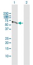 Anti-VTN Rabbit Polyclonal Antibody