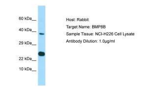 Anti-BMP8B Rabbit Polyclonal Antibody