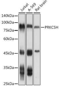 Western blot analysis of extracts of various cell lines, using Anti-Glucosidase 2 subunit beta Antibody (A9360) at 1:1,000 dilution