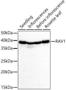 Western blot analysis of extracts of various tissues from Arabidopsis thaliana, using Anti-RAV1 Antibody (A309169) at 1:1,000 dilution