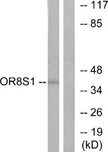 Western blot analysis of lysates from HT-29 cells using Anti-OR8S1 Antibody. The right hand lane represents a negative control, where the Antibody is blocked by the immunising peptide