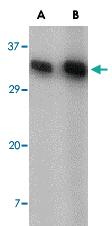 Anti-CD82 Rabbit Polyclonal Antibody