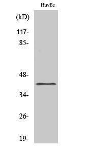 Western blot analysis of various cells using Anti-TNFSF11 Antibody