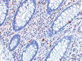 Anti-CD82 Rabbit Polyclonal Antibody