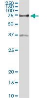 Anti-VTN Rabbit Polyclonal Antibody