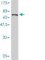 Anti-BLK Mouse Monoclonal Antibody [clone: 3E5-3A8]