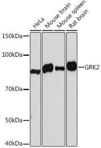 Antibody A309171-100 100 µl