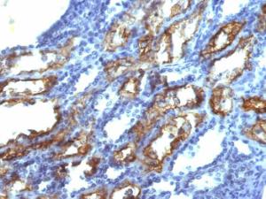 Anti-Interferon gamma Mouse Monoclonal Antibody [clone: IFNG/466]