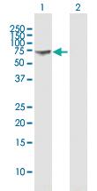 Anti-GBP1 Mouse Polyclonal Antibody