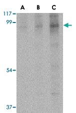 Anti-BRSK2 Rabbit Polyclonal Antibody