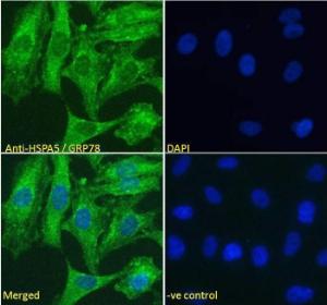 Anti-HSPA5 Antibody (A85241) Immunofluorescence analysis of paraformaldehyde fixed HeLa cells, permeabilized with 0.15% Triton. Primary incubation 1 hr (5 µg/ml) followed by Alexa Fluor 488 secondary Antibody (2 µg/ml), showing cytoplasmic staining.