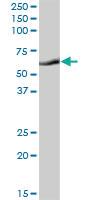 Anti-GBP1 Mouse Polyclonal Antibody