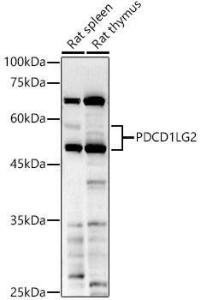 Western blot analysis of extracts of various cell lines, using Anti-PD-L2 Antibody (A93287) at 1:1,000 dilution. The secondary antibody was Goat Anti-Rabbit IgG H&L Antibody (HRP) at 1:10,000 dilution.