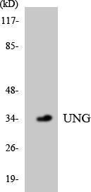 Western blot analysis of the lysates from HepG2 cells using Anti-UNG Antibody