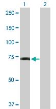 Anti-GPR50 Rabbit Polyclonal Antibody