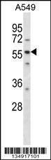 Anti-LSM14A Rabbit Polyclonal Antibody