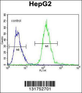 Anti-IGHG1 Rabbit Polyclonal Antibody (FITC (Fluorescein Isothiocyanate))