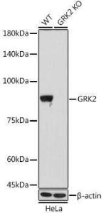 Antibody A309171-100 100 µl