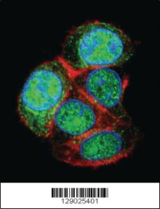 Anti-LRTM2 Rabbit Polyclonal Antibody [clone: 205CT18.3.1]